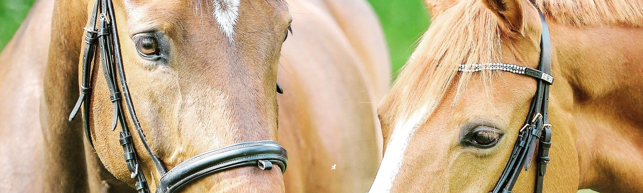 couverture tête chevaux